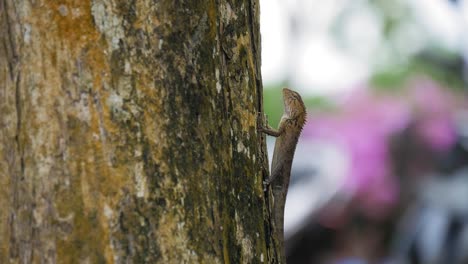 Lizard-is-climbing-on-the-tree-in-slow-motion