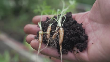 Holding-tiny-carrots-with-soil-in-hand-garden