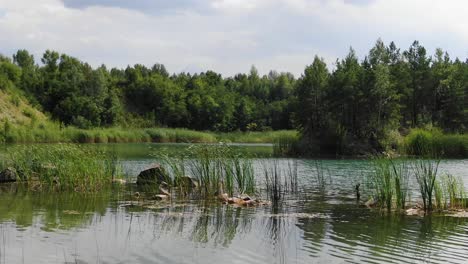 Low-Static-Shot-of-Calm-Summer-Lake-With-Grass-in-Foreground-Surrounded-by-Forest