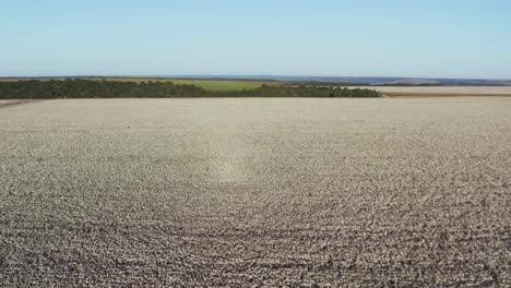 Flying-over-vast-white-cotton-fields-in-rural-Brazil