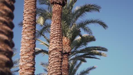 Close-Up-of-Row-of-Royal-Palm-Trees-With-Clear-Blue-Sky-in-Background