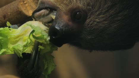 Close-up-of-a-sloth-eating-lettuce,-brazil