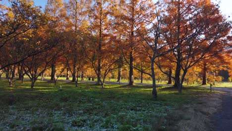 Golden-Meta-sequoia-trees-in-Makino,-Shiga-Prefecture,-pan-over-frosty-autumn-scene-in-Japan