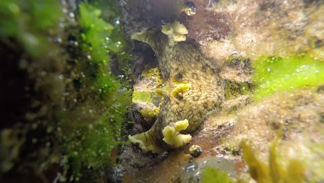 Ein-Großer-Seehase-Betritt-Ein-Meeresfelsenbecken,-Um-Weiches-Grünes-Algenvideo-Mit-60-Bildern-Pro-Sekunde-Zu-Fressen