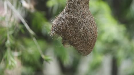 Indian-silverbill-bird-flying-out-of-a-discarded-baya-weaver-bird-nest-slow-motion