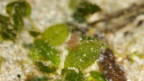 A-tiny-Hairy-shrimp-sit-on-top-of-a-leaf-underwater-swaying-in-the-current
