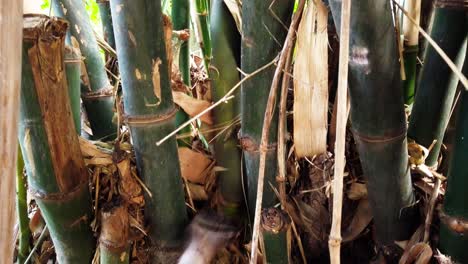 Cut-fresh-bamboo-shoots-in-large-bamboo-formations-for-cooking