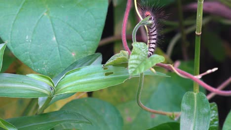 Wide-Shot-of-Caterpillar-Crawling-on-Leaf