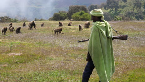 Hombre-Etíope-Local-Custodiando-Los-Babuinos-Gelada-En-Las-Montañas-Semien