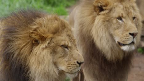 lion-brothers-on-patrol-rack-focus-slow-motion