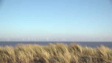 Yellow-beach-grasses-on-the-top-of-sand-dunes-blow-in-the-wind-as-turbine-blades-spin-at-the-huge-Lincs-wind-farm,-that-lies-eight-kilometres-offshore-in-the-North-Sea-off-the-East-Coast-of-England