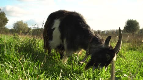 Goat-with-thick-fur-and-large-horns-eating-grass,-ground-level-closeup