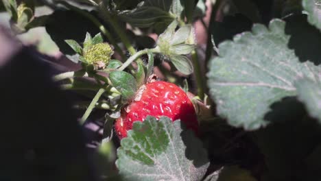 Eine-Hand-Pflückt-Frische-Rote-Erdbeeren-Auf-Dem-Bauernhof---Nahaufnahme