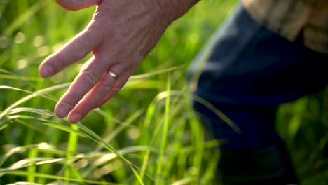 Close-up-of-and-touching-wheat-grass-with-hands-old-farmer-walking-down-the-wheat-field-in-sunset-agriculture-concept-4k