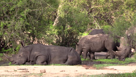 Rinoceronte-Blanco-Cubierto-De-Barro-Descansando.-Estático