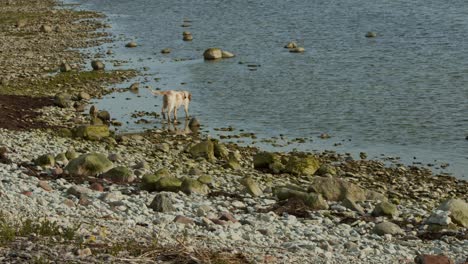 Hund-Geht-Am-Strand-Ins-Wasser-Und-Trinkt-Wasser