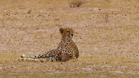 Der-Südostafrikanische-Gepard-Leckt-Sich-Die-Lippen,-Während-Er-Seine-Beute-In-Der-Ferne-Beobachtet