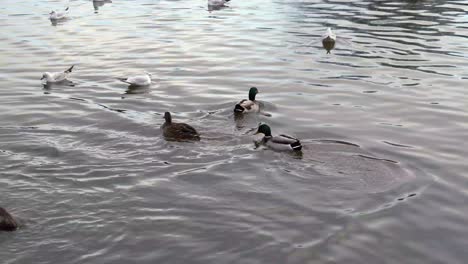 Patos-Nadando-En-Un-Pequeño-Lago