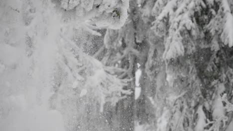 Snow-falling-from-frozen-branch-of-fir-tree-in-winter-landcape,-close-up,-slow-motion