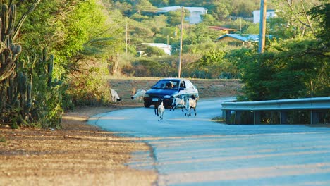 Ziegen-Laufen-Auf-Der-Straße-Und-Werden-In-Curaçao-Fast-Von-Einem-Auto-Angefahren-–-Zeitlupe