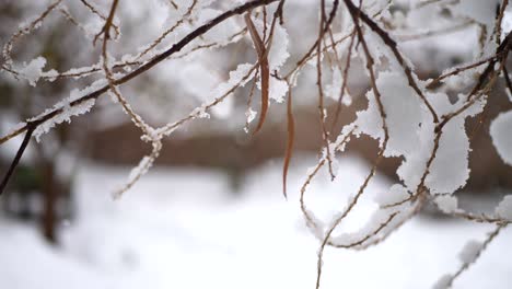 Schneeflocken,-Die-Während-Eines-Winterwettersturms-In-Zeitlupe-Auf-Einen-Baumzweig-In-Einem-Hinterhof-Fallen
