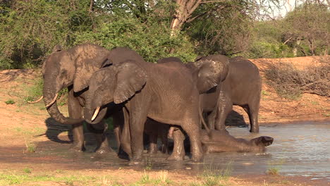 Herd-of-elephants-refreshing-at-waterhole-during-summer