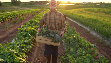 Backlit-portrait-of-senior-caucasian-good-looking-wise-man-farmer-looking-at-the-side,-turning-face-to-the-camera-in-a-field