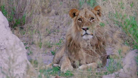 A-Tired-Maneless-Lion-Laying-And-Licking-His-Paw-In-Nxai-Pan,-Botswana---Close-Up-Shot