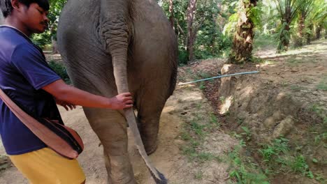 A-young-Thai-elephant-walking-with-it's-caretaker-holding-and-checking-it's-tail-at-the-Khao-Sok-National-Park-in-Thailand---slowmo