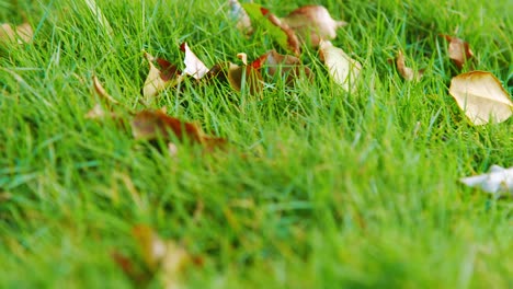 Short-Green-Grass-With-Fallen-Dry-Leaves-At-The-Park---close-up-sliding