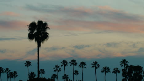 Row-of-Palm-Trees-lined-up-with-an-Orange-and-Blue-sunset-behind-timelapse
