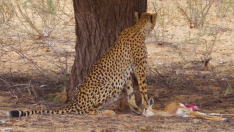 Gepard-Ernährt-Sich-Von-Einem-Frisch-Erlegten-Springbock-Und-Steht-Plötzlich-Auf-Und-Schaut-Sich-Besorgt-In-Der-Kalahari-Wüste-In-Südafrika-Um