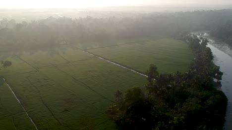 Asian-paddy-field-village,Aerial-shot,irrigation,River,Sunrise,coconut-trees,Rice-Culture,Mist,Sunlight