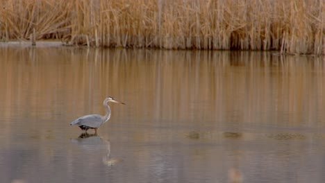 A-Blue-Heron-is-seen-walking-through-a-marsh-to-eat-food