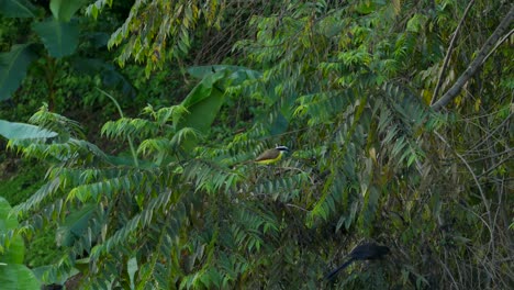 Pájaro-Amarillo-Kiskadee-Predicando-Alrededor-De-Las-Ramas-De-Los-árboles-Con-Un-Pequeño-Pájaro-Negro-En-Un-Ambiente-Verde-Tropical,-Plano-General,-Concepto-De-Conservación