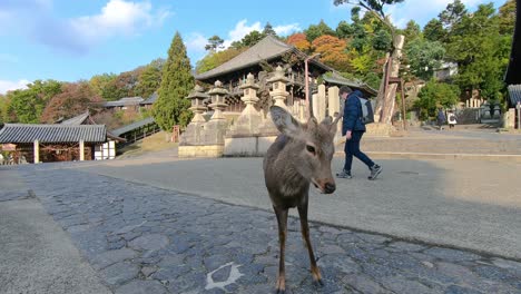 Tourists-admire-Nara's-deer-while-chewing-on-street-in-Nara-park,-Japan