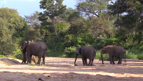 Wide-shot-of-elephants-throwing-sand-on-themselves-while-standing-in-a-empty-riverbed-in-Timbavati,-South-Africa