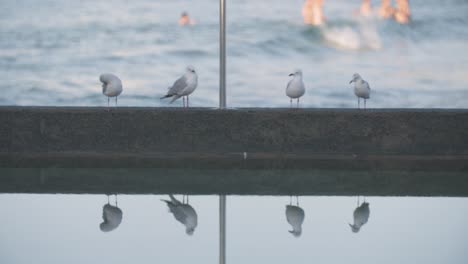 Vier-Silberne-Möwenvögel-In-Einer-Reihe-Beobachten-Surfer-Am-North-Bondi-Beach-In-Sydney,-Australien