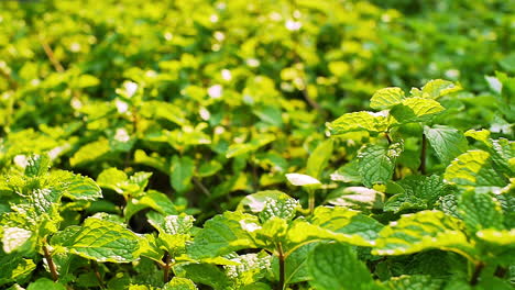 Feld-Mit-üppigem-Grünem-Laub,-Minzblattplantage-In-Der-Heißen-Tropischen-Spätnachmittagssonne