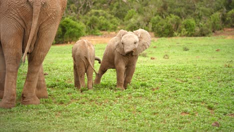 Zwei-Verspielte-Elefantenkälber-In-Der-Nähe-Ihrer-Eltern
