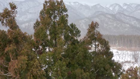 Snow-falling-on-Dawn-Redwood-Trees,-Aerial-Rise-Revealing-Homes-and-Mountains