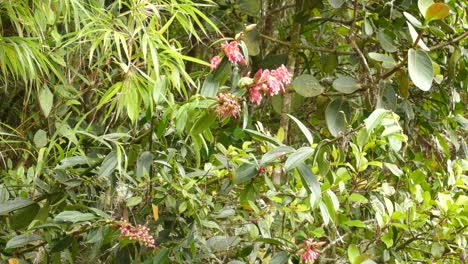 Emerald-green-colored-humming-bird-feeds-off-of-red-flowers-in-the-underbrush-of-the-rain-forest