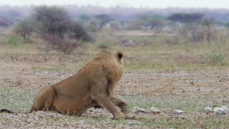 Proud-adult-lion-lays-down-on-the-dry-landscape,-savannah-in-the-background