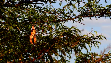 Lush-Algarrobo-Tree-Under-The-Sunlight-Before-Sunset-In-Firmat,-Santa-Fe,-Argentina---Medium-Shot