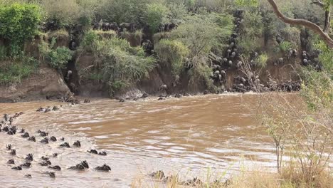 Dangerous-muddy-river-crossing-for-confusion-of-Wildebeest-in-Kenya