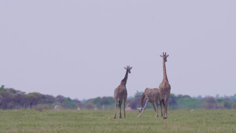 Giraffes-walking-on-the-grass-field-in-Nxai-Pan,-Botswana---Nature-Concept---Wide-Shot