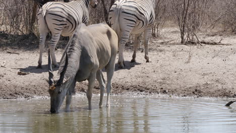 A-Southern-Eland-antelope-drinks-from-a-watering-hole-in-Botswana,-zebras-in-the-background
