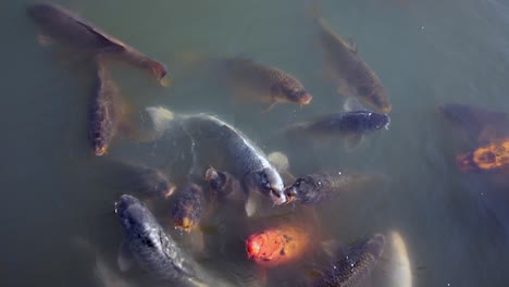 Swarm-of-Japanese-fish-eating
