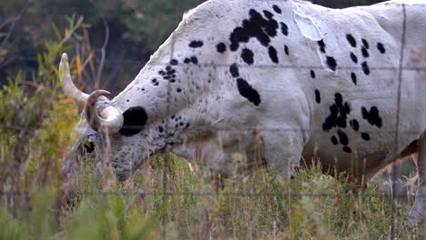 Closeup-view-of-longhorn-cow-grazing