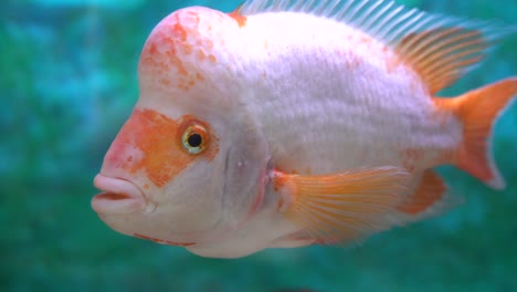 Close-up-of-a-fish-named-midas-cichlid